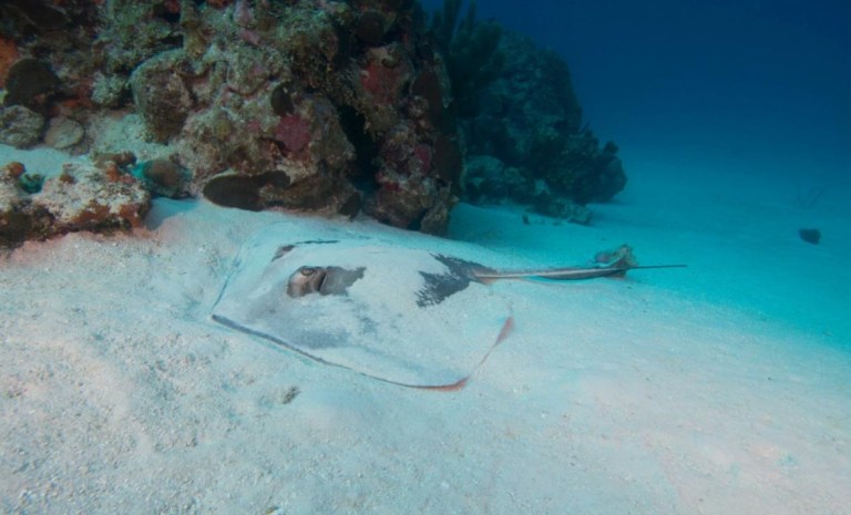 Banco chinchorro............