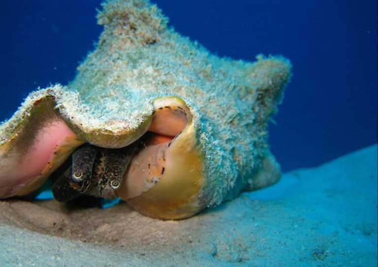 Banco chinchorro.......