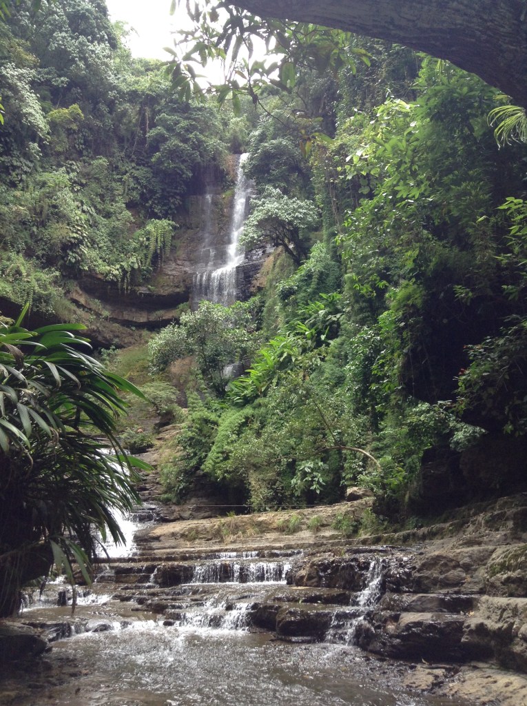 Vegetación Juan Curí