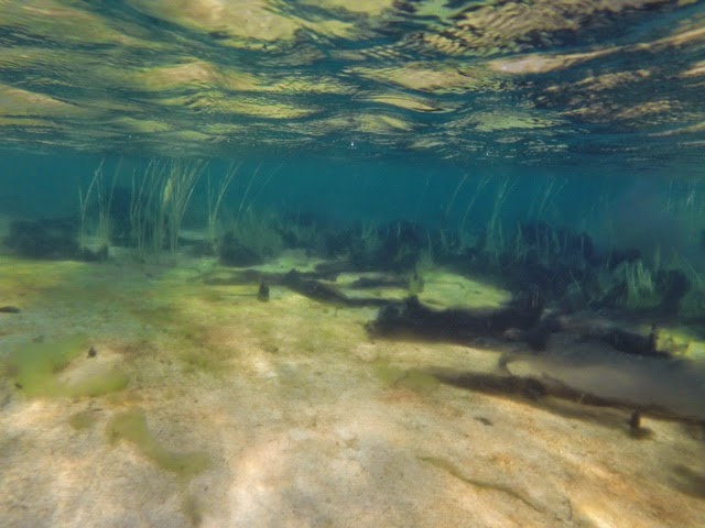 blogger-image-981919179